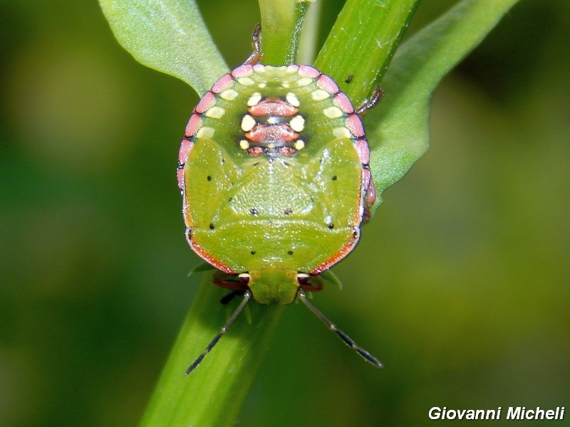 Neanide di...Nezara viridula